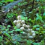 Sorbus koehneana Fruit