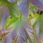 Parthenocissus tricuspidata Blad