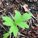 Hydrophyllum tenuipes Hostoa