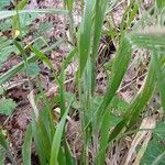 Brachypodium sylvaticum Feuille