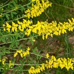 Cytisus nigricans Leaf