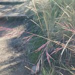 Festuca asplundii 花