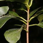 Ternstroemia multiovulata Lubje