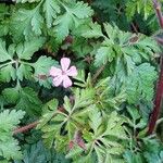 Geranium purpureum पत्ता