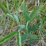 Lathyrus heterophyllus Leaf