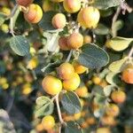 Ziziphus spina-christi Fruchs