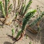 Euphorbia paralias Yaprak
