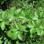 Rubus pericrispatus Outro