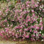 Nicotiana alata ശീലം