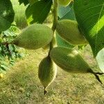 Juglans cinerea Fruit