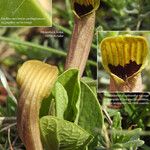 Aristolochia lutea Flower