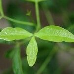 Vepris lanceolata Hoja