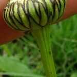 Leucanthemum laciniatum