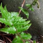 Dryopteris cambrensis পাতা