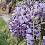 Wisteria sinensis Flower