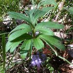 Hydrophyllum capitatum Habit