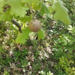 Quercus pubescens خشب