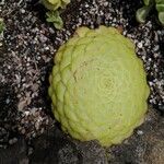 Aeonium tabulaeforme ഇല