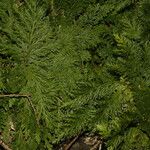 Selaginella pallescens Ліст