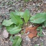 Rumex obtusifoliusLeaf