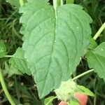 Marsypianthes chamaedrys Hoja