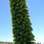 Echium wildpretii Blad