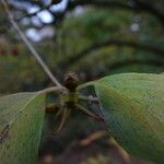 Cornus officinalis Hoja