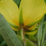 Ludwigia grandiflora Цвят