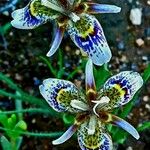 Neomarica northiana Flor