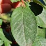 Cotoneaster glaucophyllus Листок