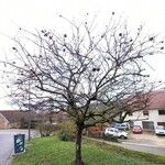 Crataegus germanica Habit