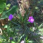 Ruellia simplex C.WrightKvet