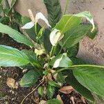 Spathiphyllum blandum Floare