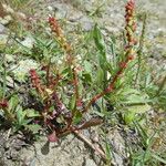 Rumex bucephalophorus Rinde