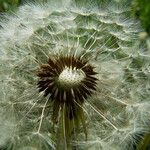 Taraxacum rubicundum Mbuma