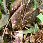 Billbergia vittata Leaf