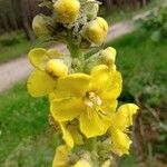 Verbascum thapsusBlüte