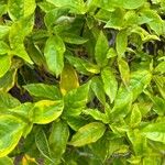Graptophyllum pictum Leaf