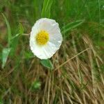 Ranunculus amplexicaulis Flower