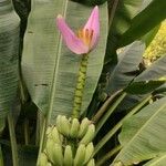 Musa velutina പുഷ്പം