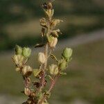 Veronica praecox Fruit