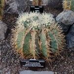 Ferocactus glaucescens Foglia