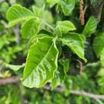 Allophylus rubifolius Leaf