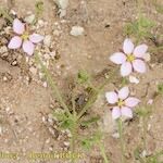 Minuartia geniculata Hábitos