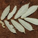 Parinari excelsa Folha
