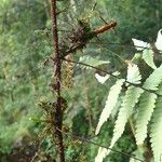 Arthropteris monocarpa Other