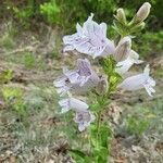 Penstemon cobaea Flower