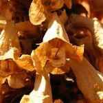 Cistanche tubulosa Blüte