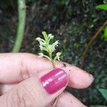 Cranichis muscosa 花