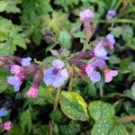 Pulmonaria saccharataΛουλούδι